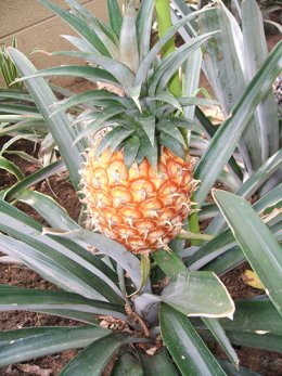 パイナップル実