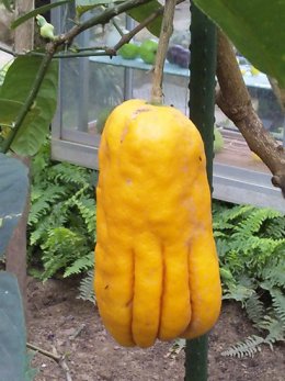 ブッシュカン実