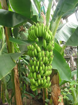 バナナ実