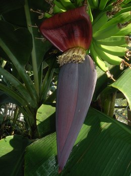 バナナ花