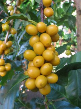 キミノコーヒー実