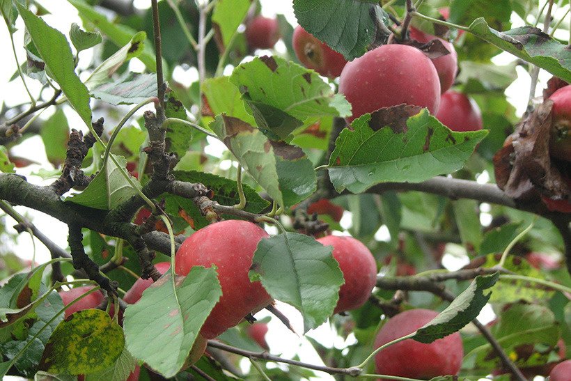 秋のフルーツフェア