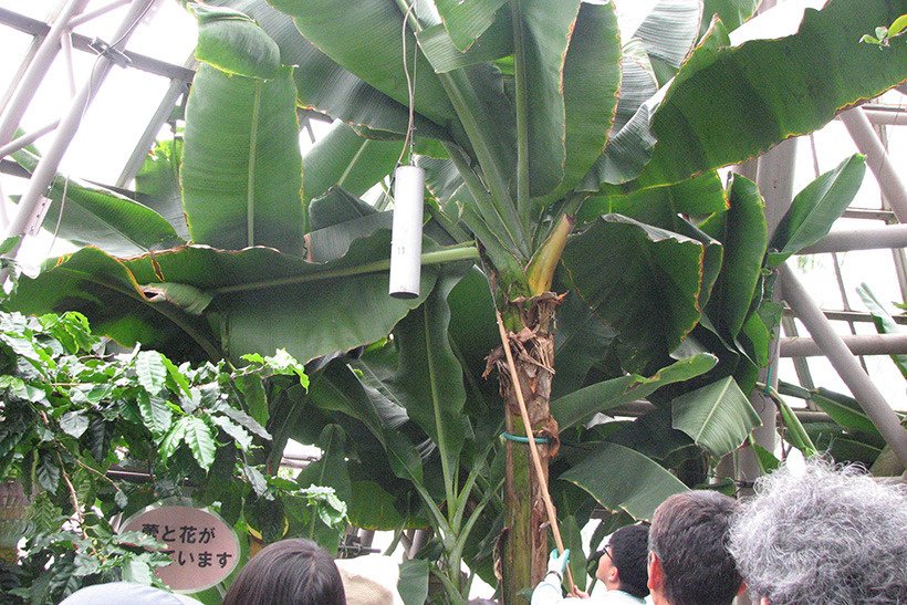 フルーツふれあいDay