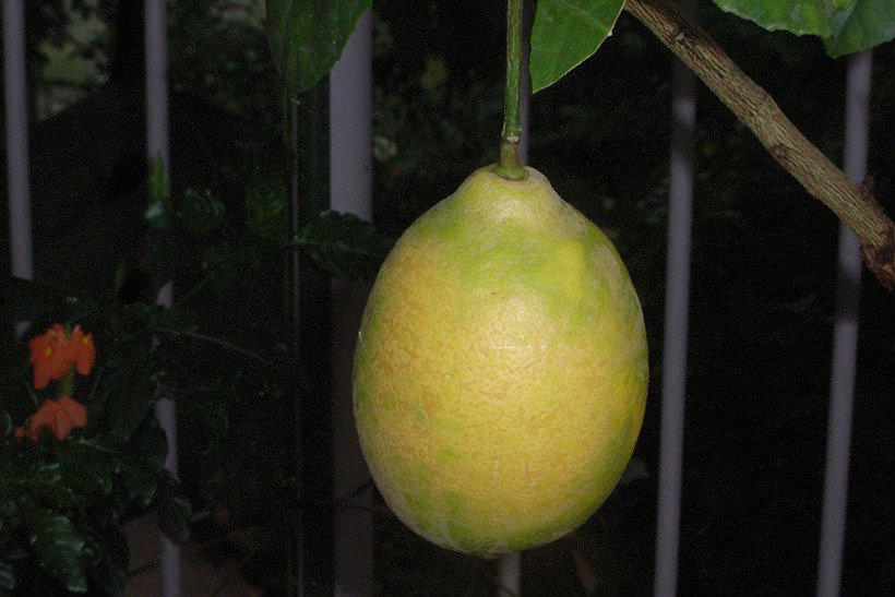 サイパンレモン実