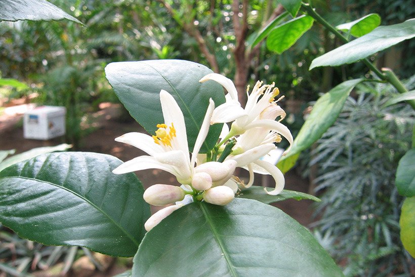 サイパンレモン花