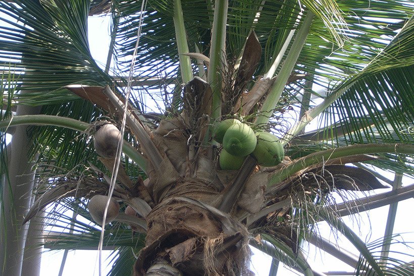 ココヤシ実