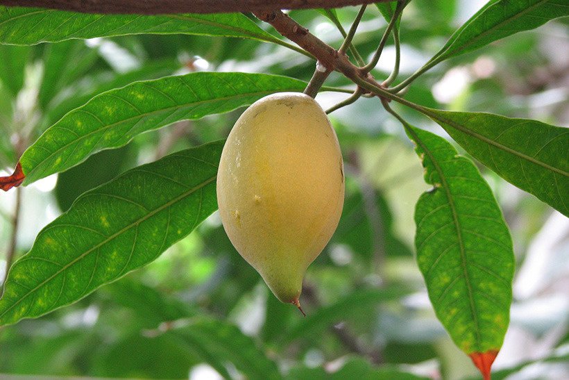 クダモノタマゴ実