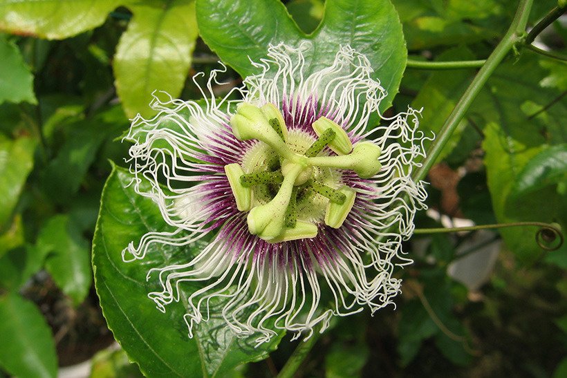 クダモノトケイソウ花