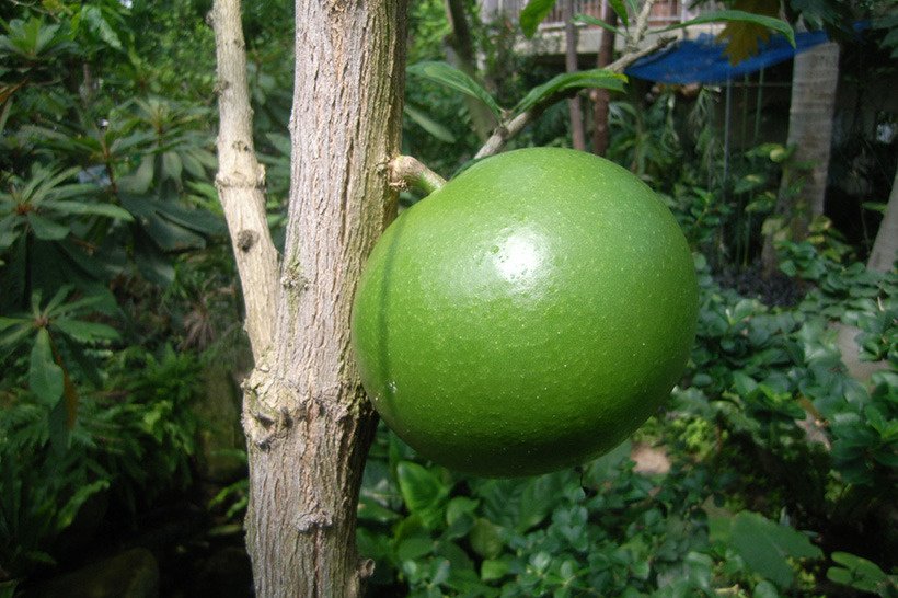 ヒョウタンノキ実