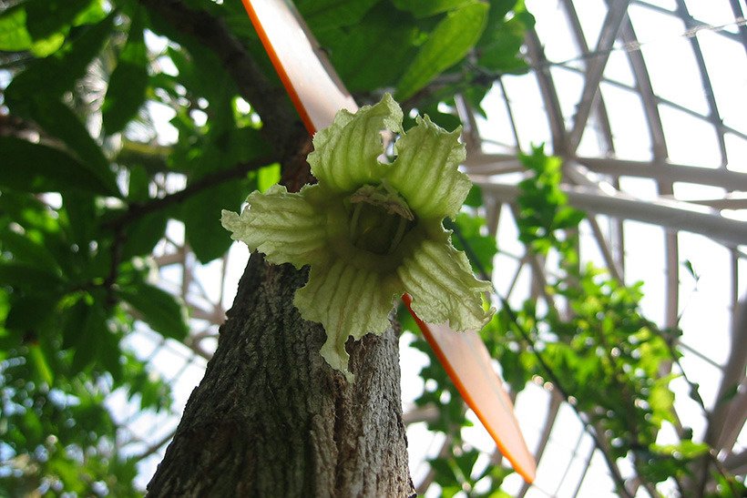 ヒョウタンノキ花