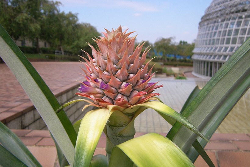 パイナップル花