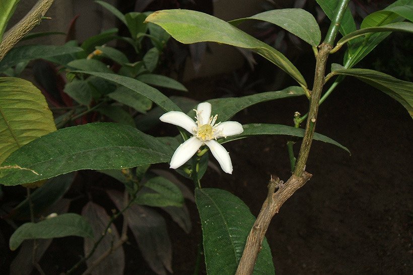 ブッシュカン花