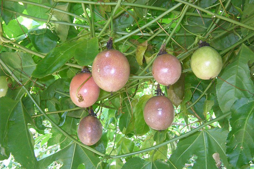 クダモノトケイソウ実