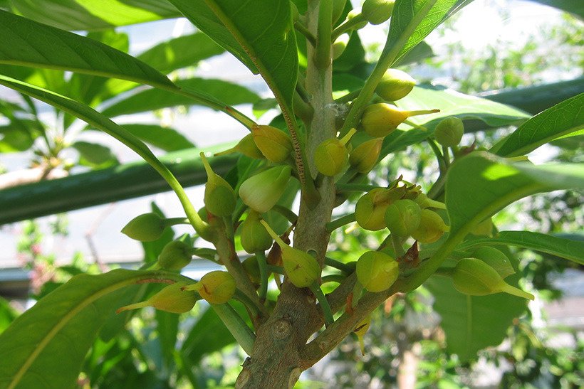 クダモノタマゴ花