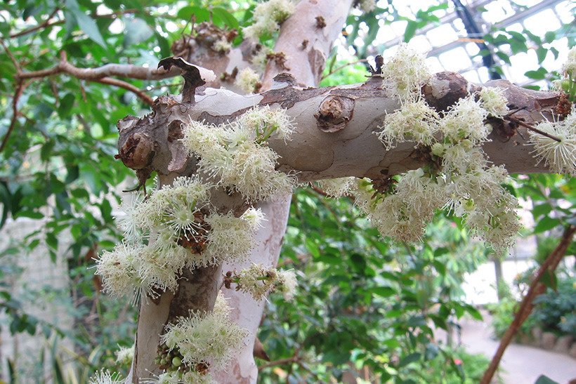 ジャボチカバ花