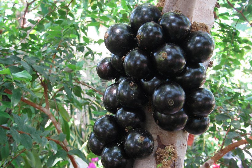 ジャボチカバ実