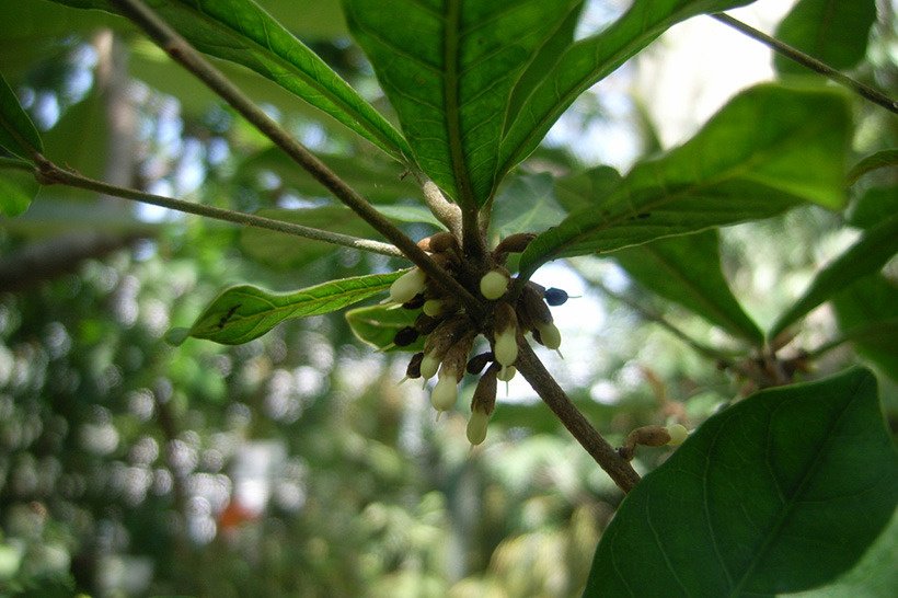 ミラクルフルーツ花