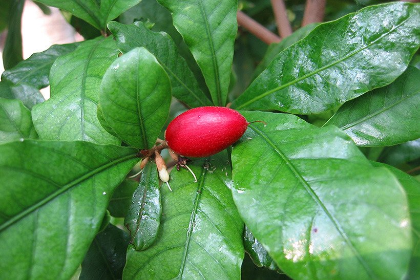 ミラクルフルーツ実