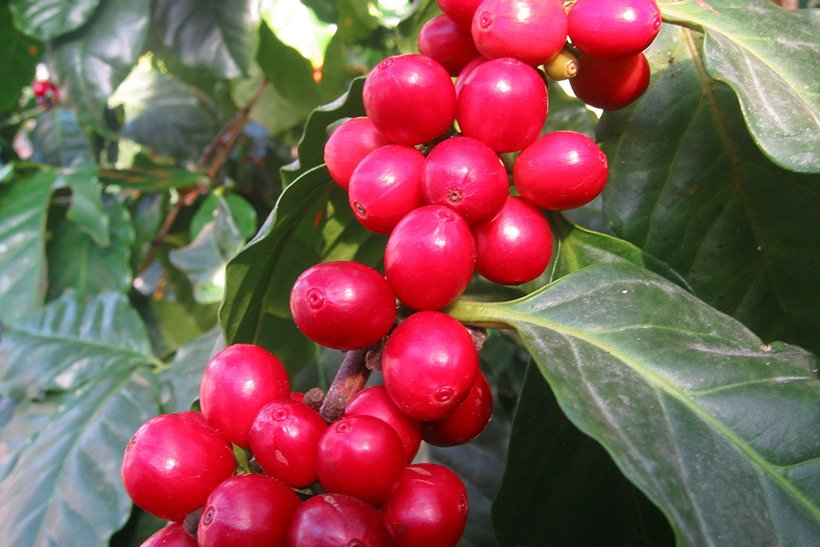 アカミコーヒー実