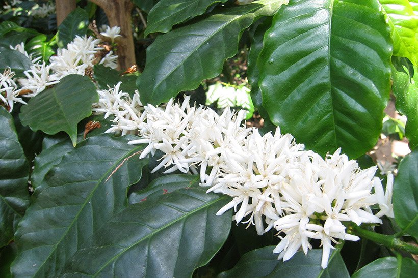 アカミコーヒー花