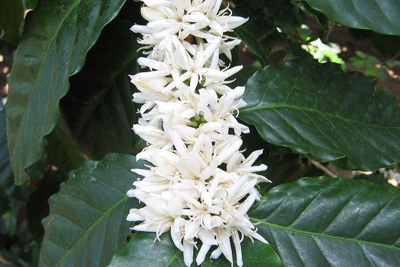 キミノコーヒー花