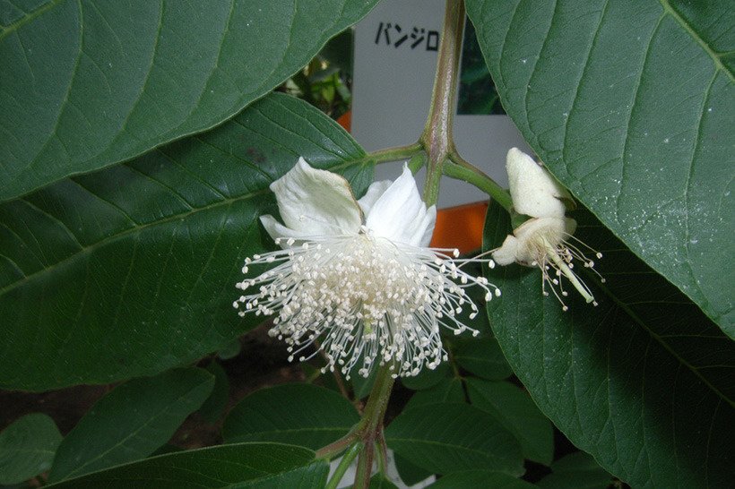 バンジロウ花