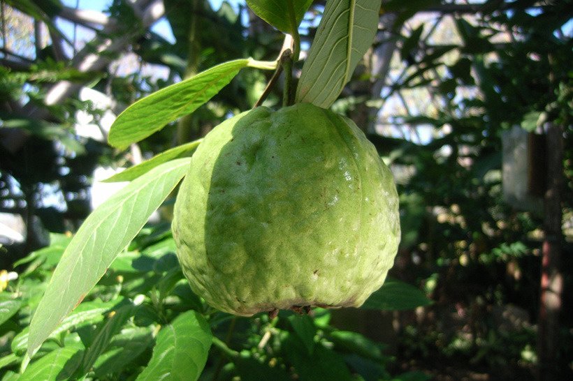 キンググワバ実