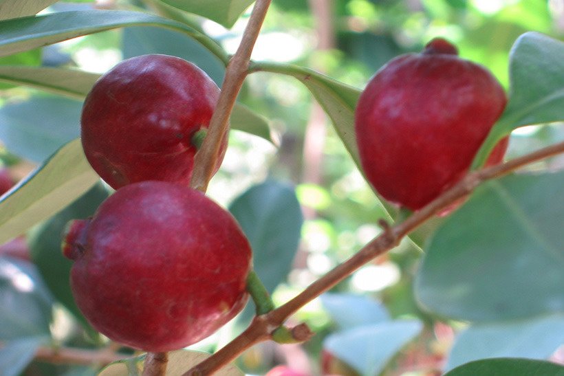 テリハババンジロウ実