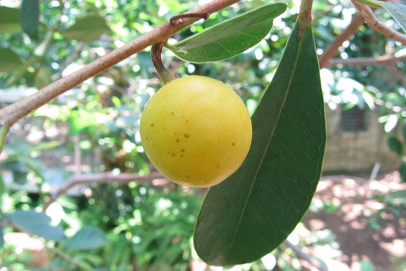 キミノバンジロウ実