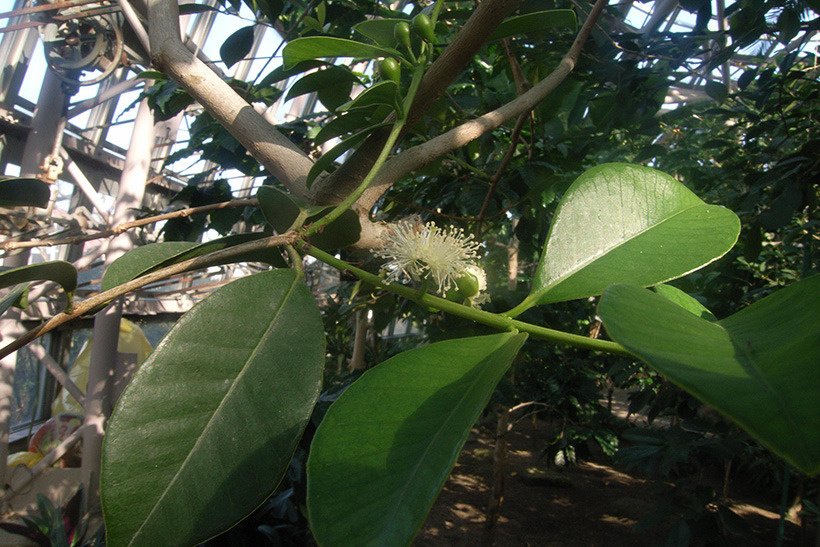 キミノバンジロウ花