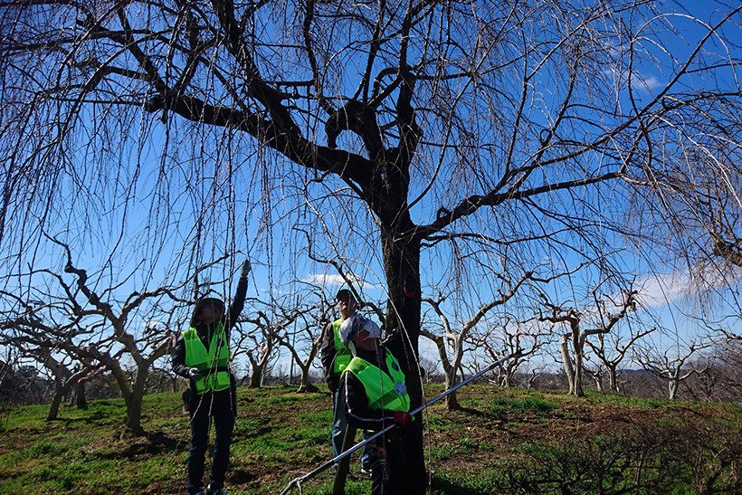 さくら守りボランティア