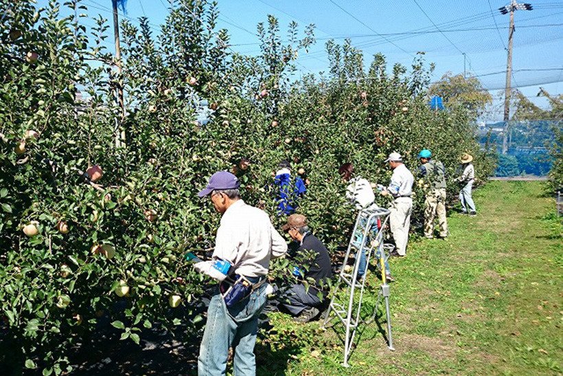 果樹栽培管理ボランティア