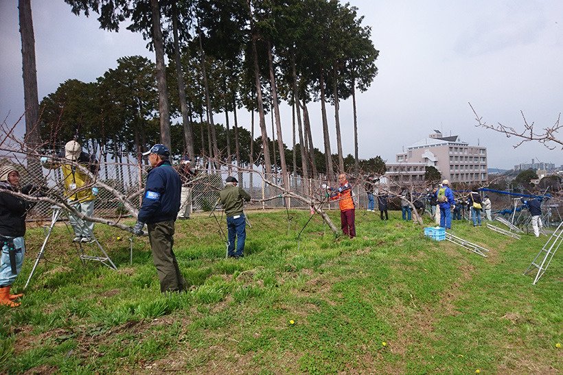 果樹栽培管理ボランティア