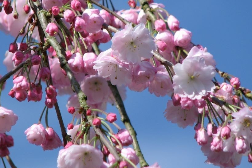 ウジョウシダレザクラ