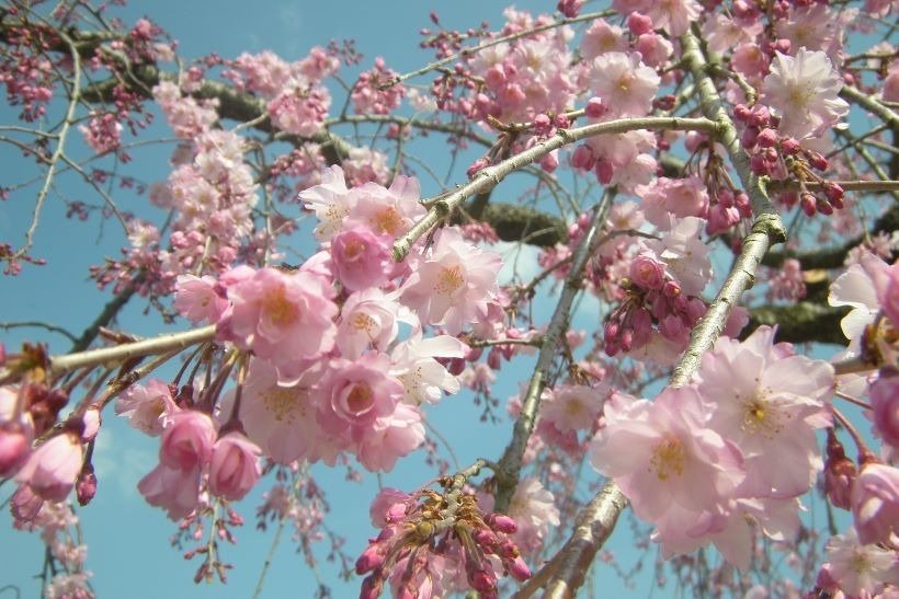 ヤエベニシダレザクラ