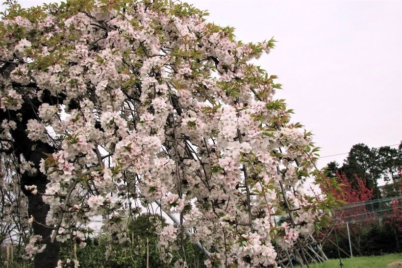 ヤマザクラシダレ