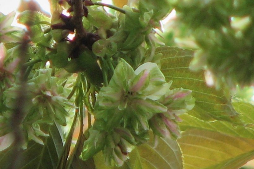 ギョイコウザクラ