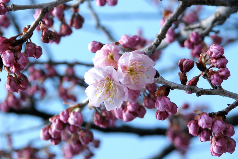 ツバキカンザクラ