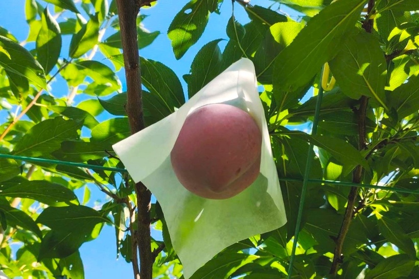 スモモの画像